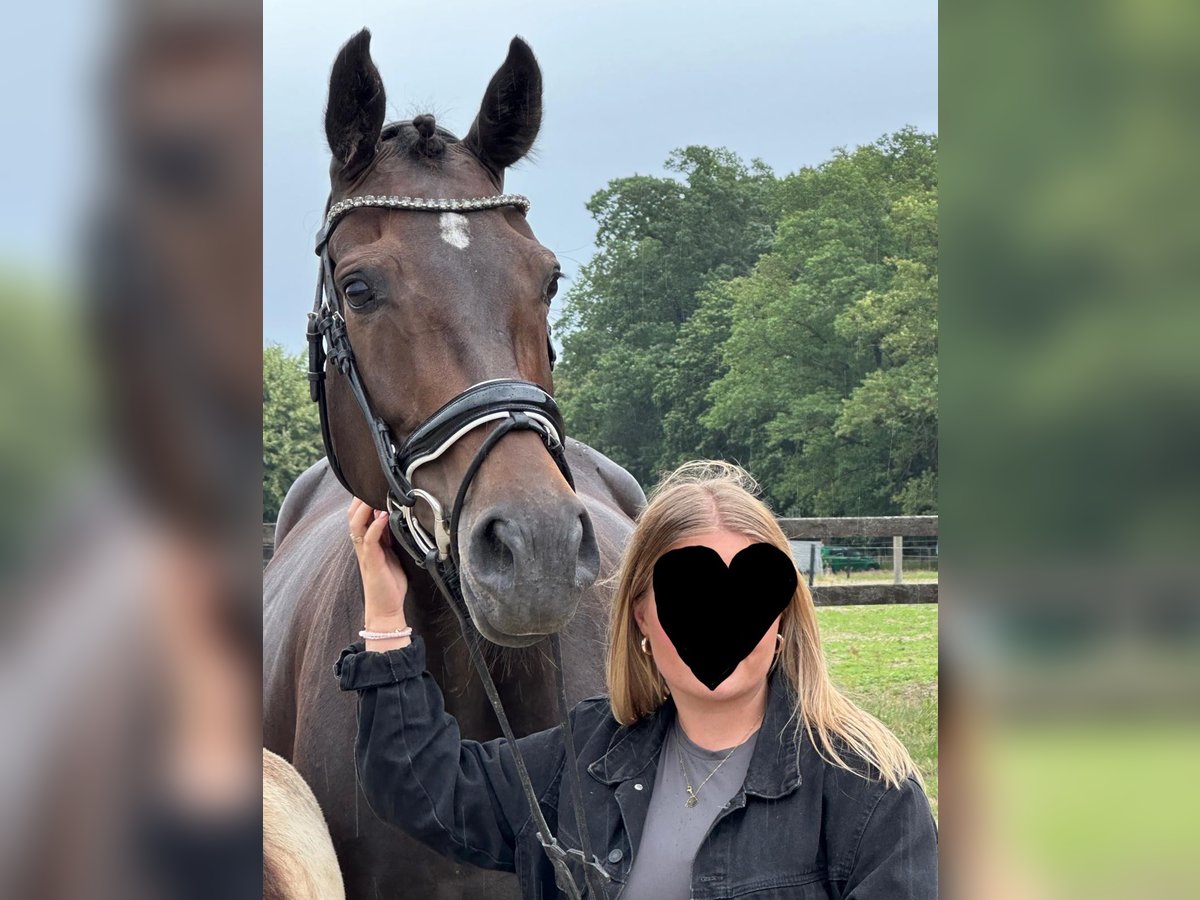 Hannoveraner Stute 10 Jahre 167 cm Dunkelbrauner in Pollitz