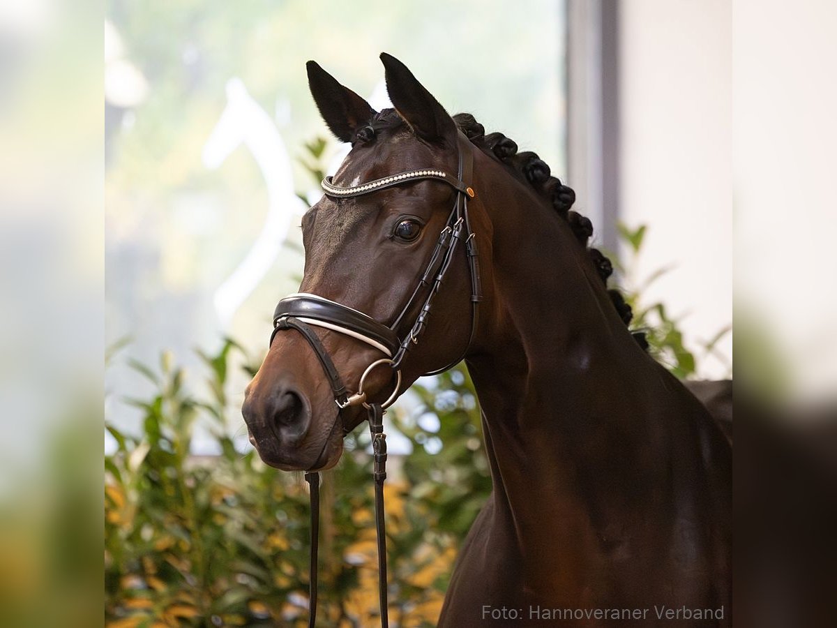 Hannoveraner Stute 10 Jahre 168 cm Brauner in Verden (Aller)