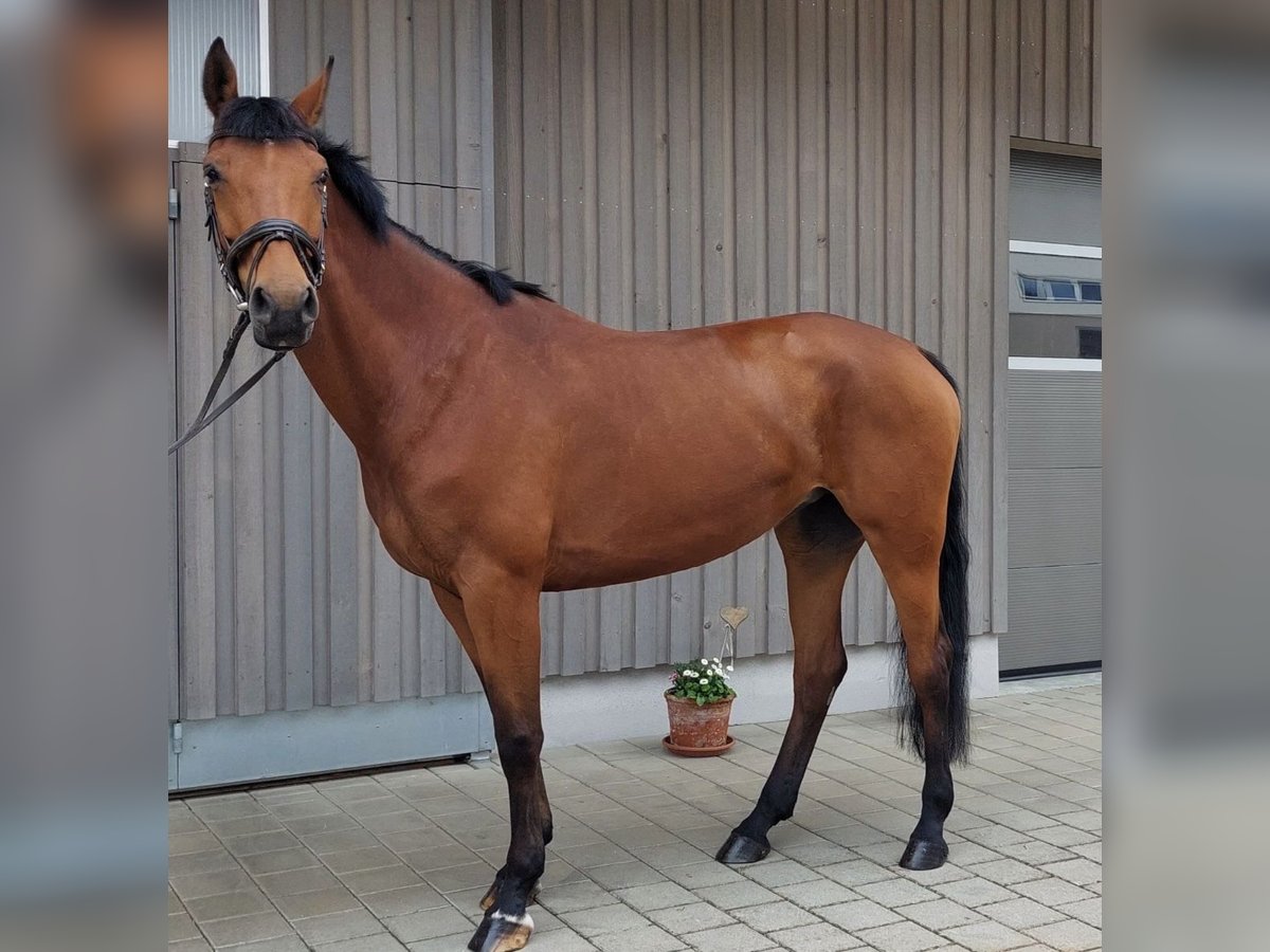 Hannoveraner Stute 10 Jahre 168 cm Brauner in L&#xE4;ngenfeld