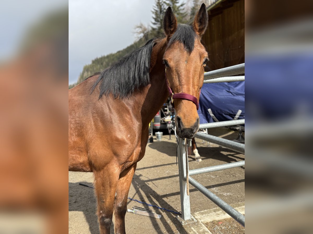 Hannoveraner Stute 10 Jahre 168 cm Brauner in L&#xE4;ngenfeld