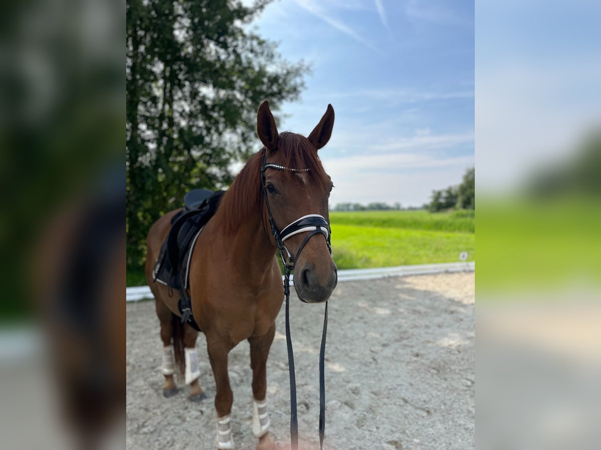 Hannoveraner Stute 10 Jahre 168 cm Dunkelfuchs in B&#xFC;lkau