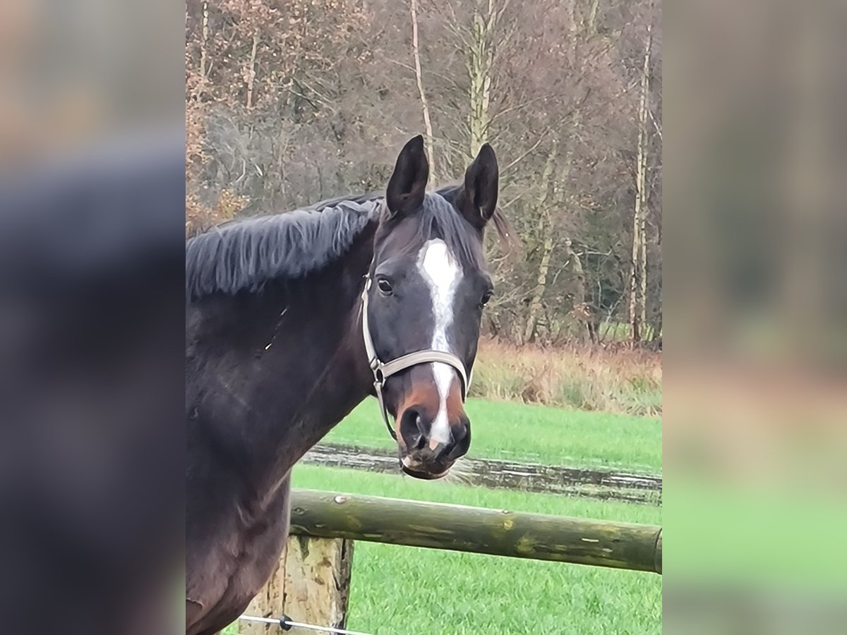 Hannoveraner Stute 10 Jahre 169 cm Schwarzbrauner in Worpswede