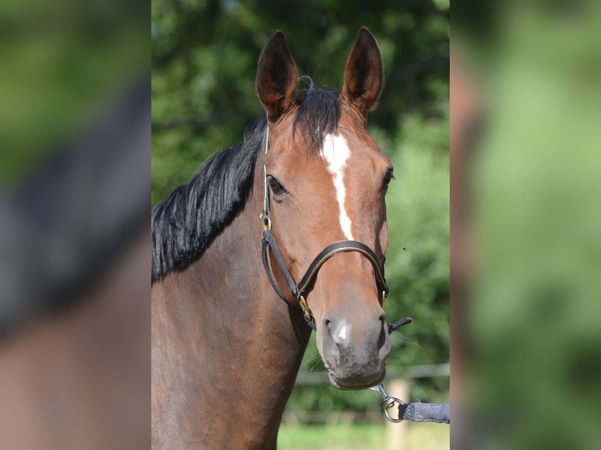 Hannoveraner Stute 10 Jahre 170 cm Dunkelbrauner in Wangerland Hohenkirchen