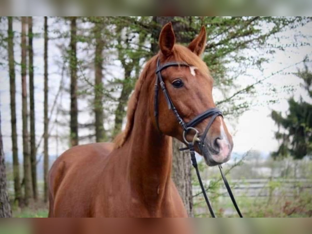 Hannoveraner Stute 10 Jahre 170 cm Fuchs in Obererbach