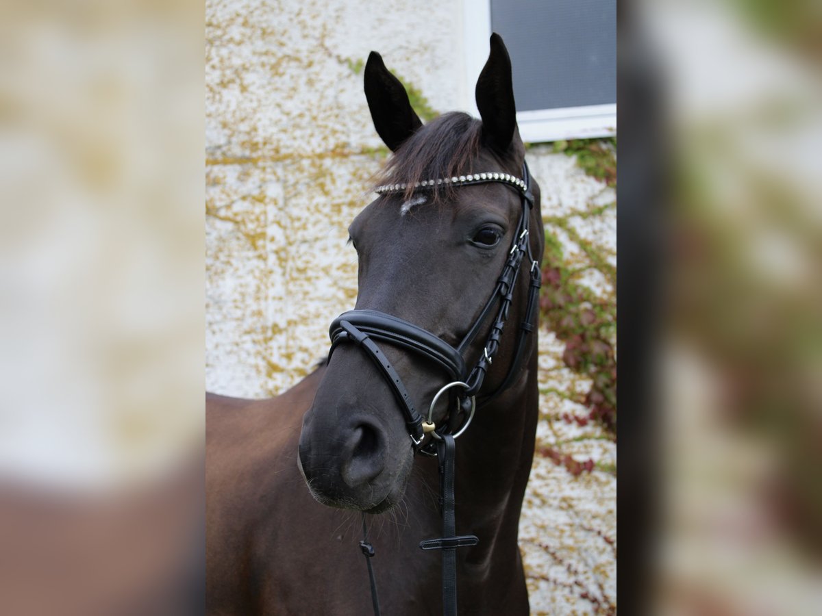Hannoveraner Stute 10 Jahre 170 cm Schwarzbrauner in Gro&#xDF;enl&#xFC;der