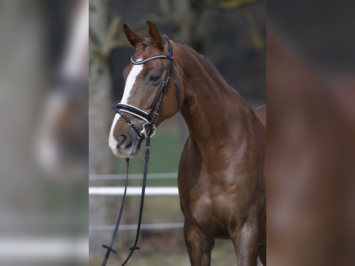 Hannoveraner Stute 10 Jahre 174 cm Dunkelfuchs in Jettingen
