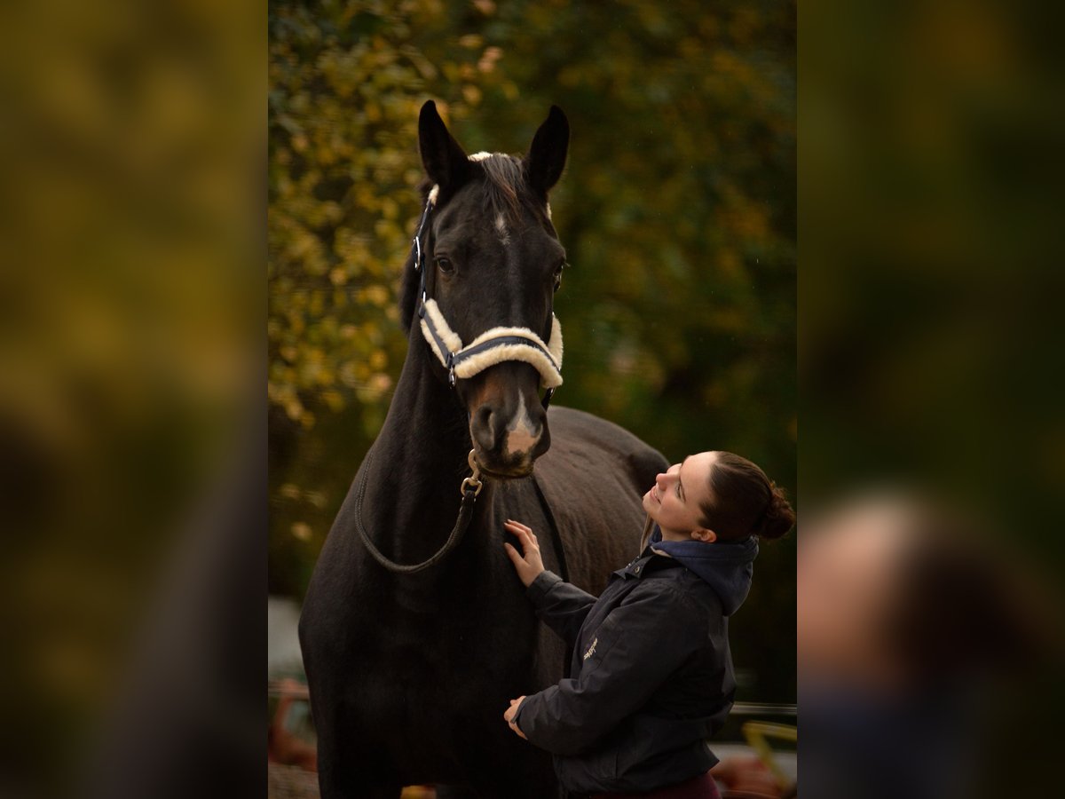 Hannoveraner Stute 10 Jahre 174 cm Schwarzbrauner in Springe