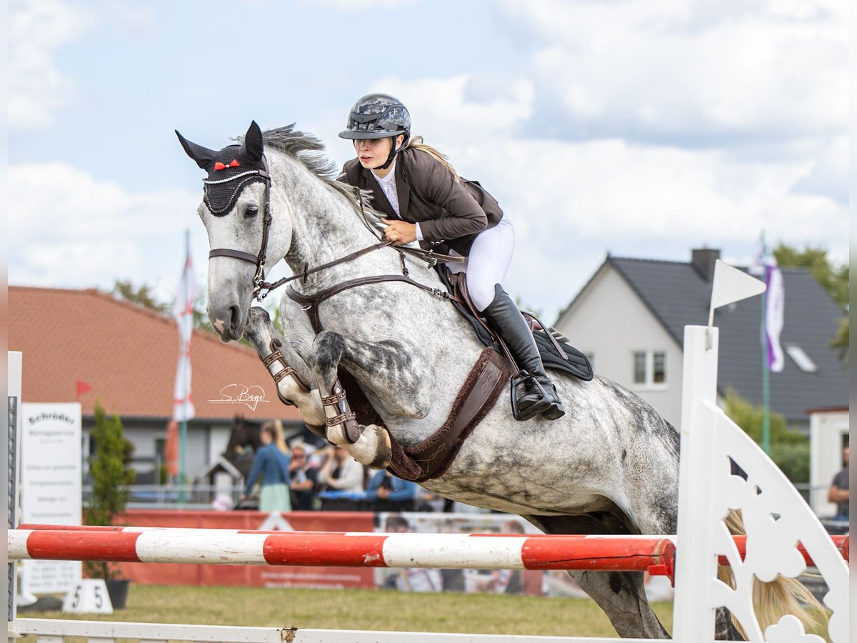 Hannoveraner Stute 10 Jahre 176 cm Apfelschimmel in Neustrelitz Hannoveraner Stute 10 Jahre 176 cm Apfelschimmel in Neustrelitz