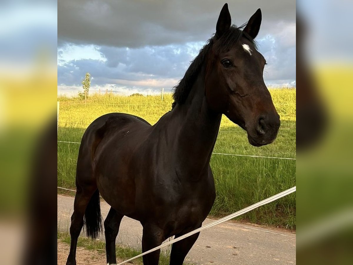 Hannoveraner Stute 10 Jahre 176 cm Schwarzbrauner in Gelnhausen
