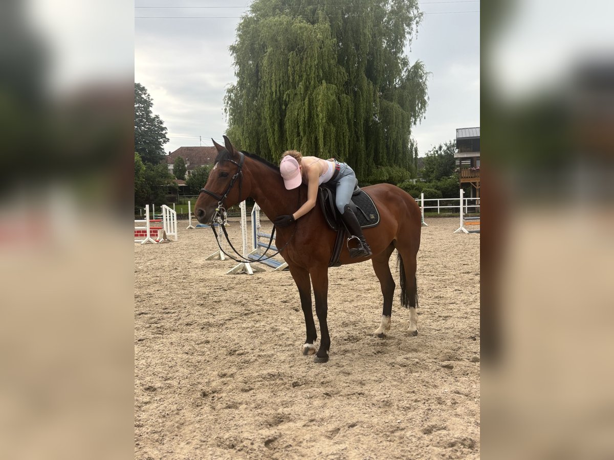 Hannoveraner Stute 11 Jahre 154 cm Brauner in Merzig -Ballern
