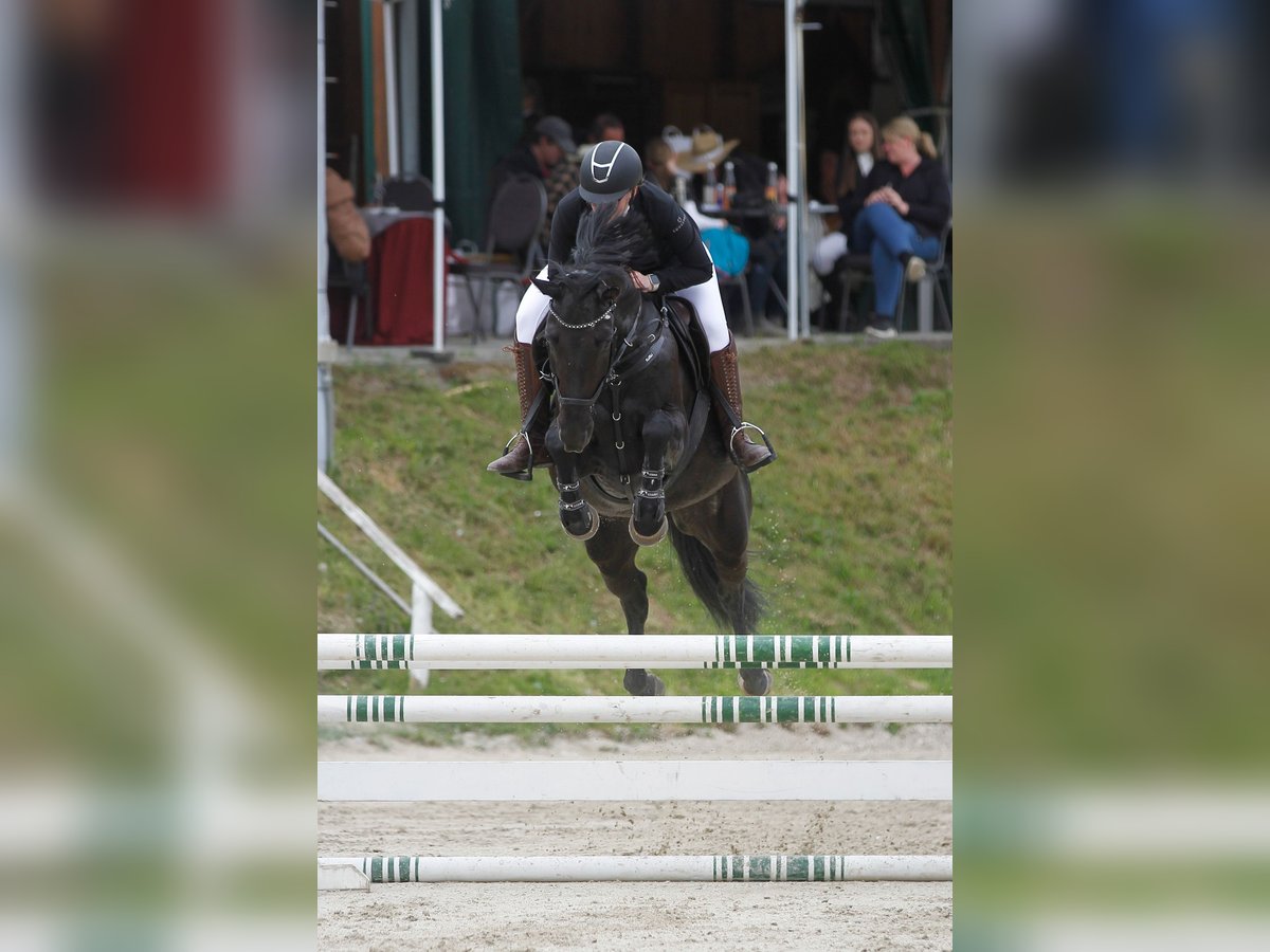 Hannoveraner Stute 11 Jahre 158 cm Rappe in Graz