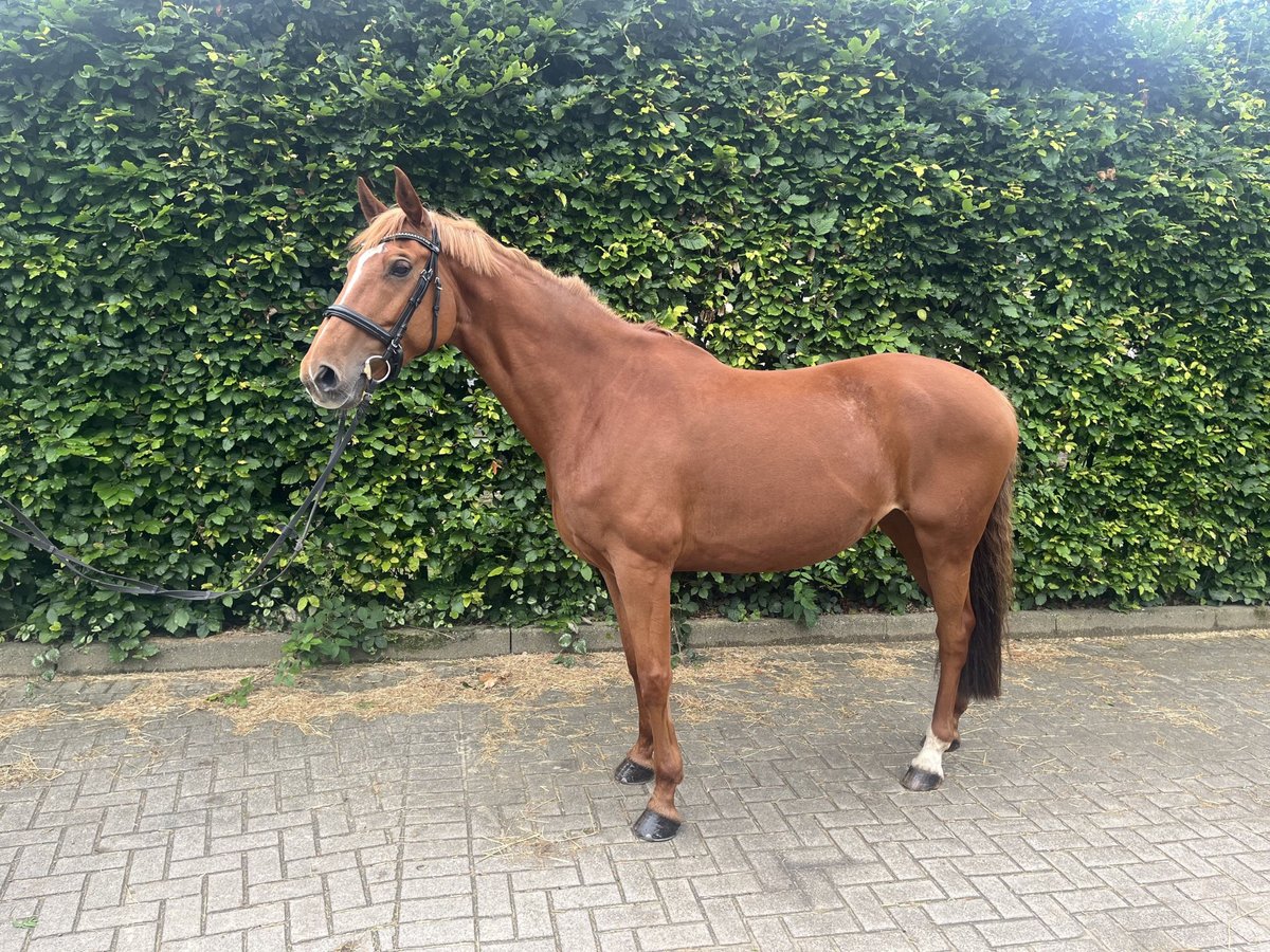 Hannoveraner Stute 11 Jahre 163 cm Fuchs in Mettingen