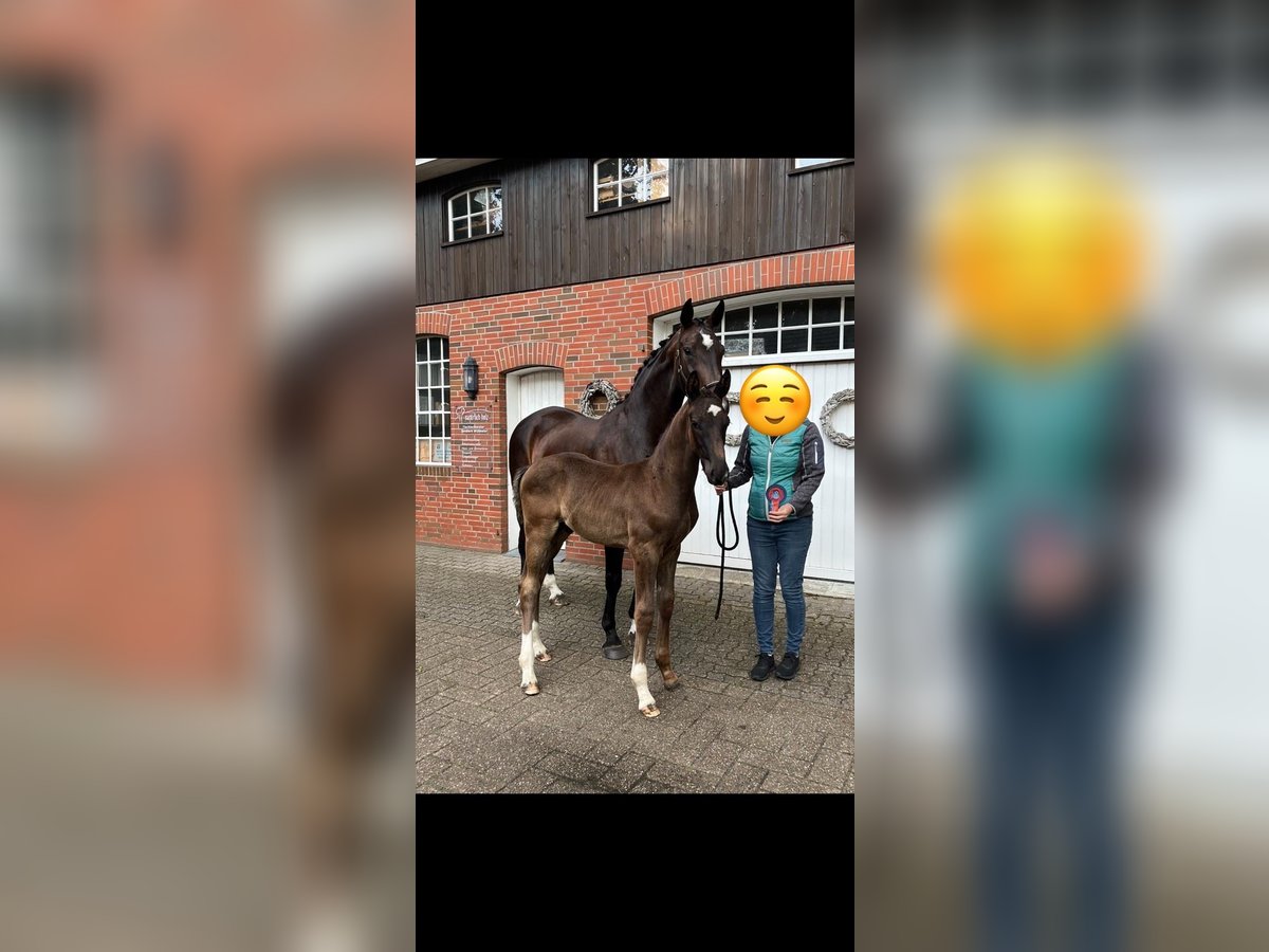 Hannoveraner Stute 11 Jahre 165 cm Dunkelbrauner in Hatten