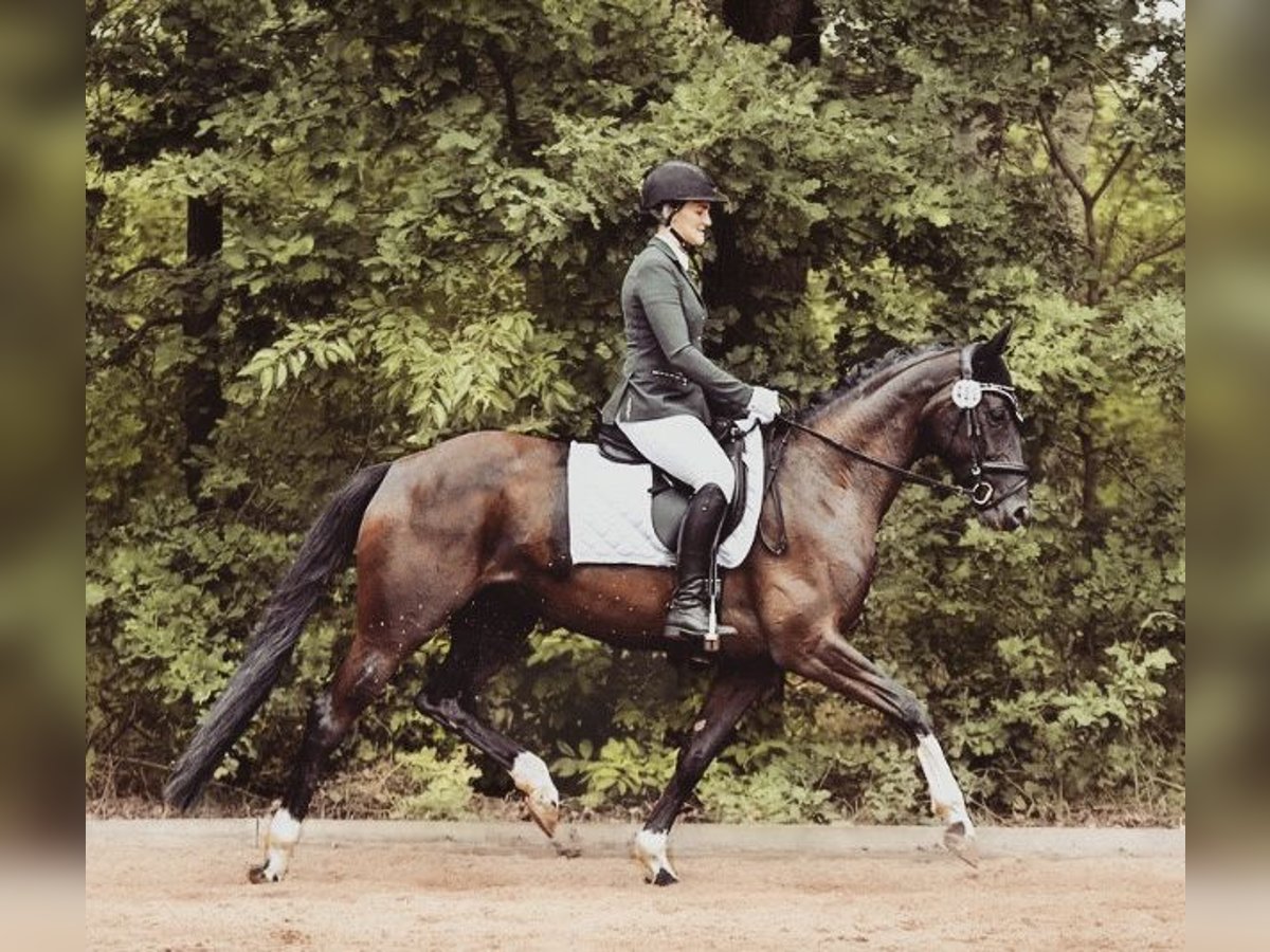 Hannoveraner Stute 11 Jahre 165 cm Rappe in Ehra-Lessien