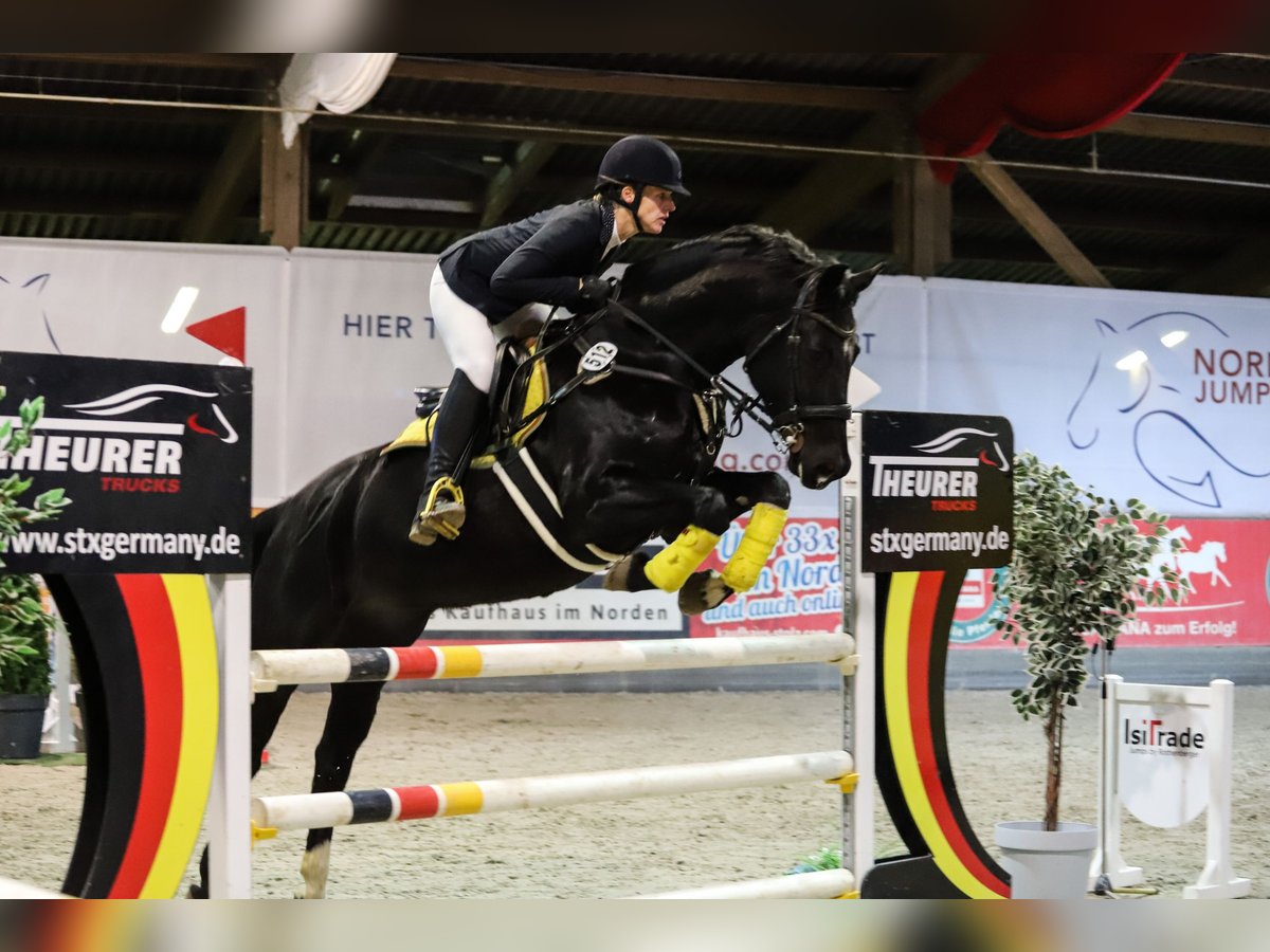 Hannoveraner Stute 11 Jahre 166 cm Rappe in Osterrönfeld Hannoveraner Stute 11 Jahre 166 cm Rappe in Osterrönfeld