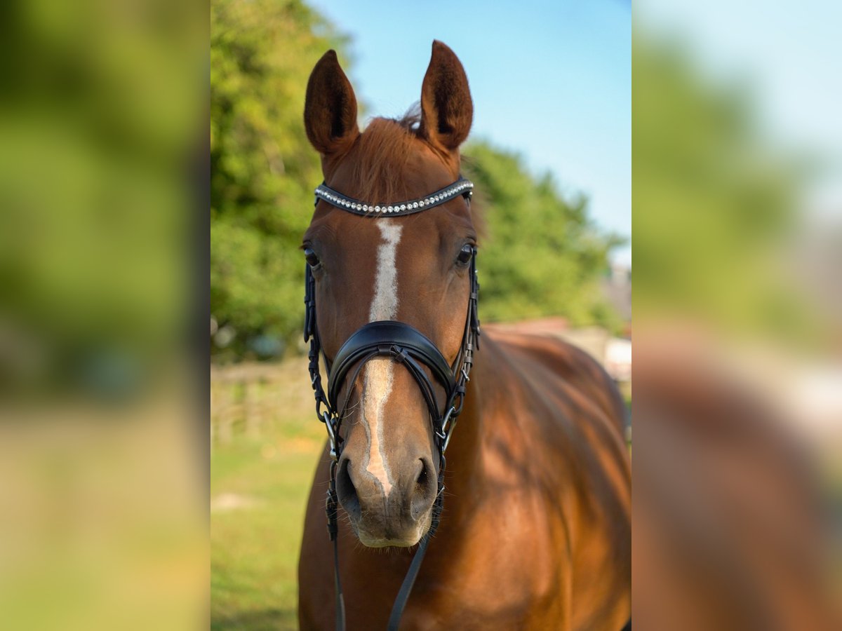 Hannoveraner Stute 11 Jahre 168 cm Fuchs in Schwarzenbek