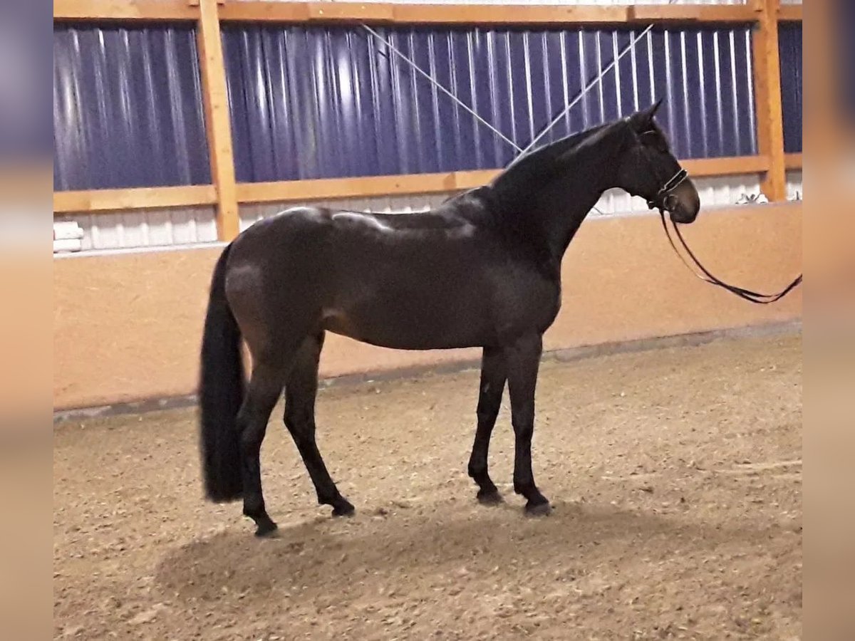 Hannoveraner Stute 11 Jahre 168 cm Schwarzbrauner in Wagenfeld