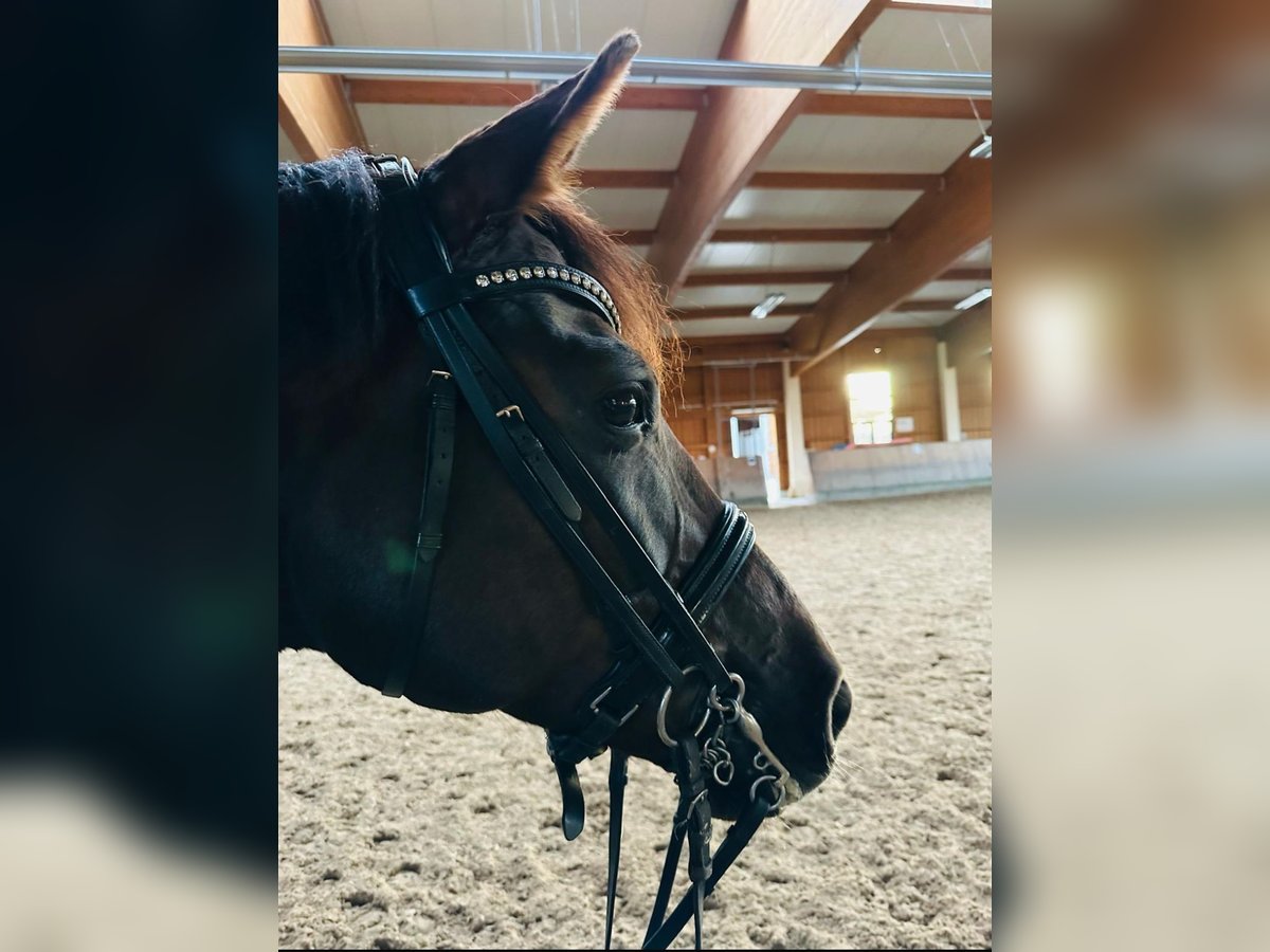 Hannoveraner Stute 11 Jahre 169 cm Dunkelfuchs in Chieming