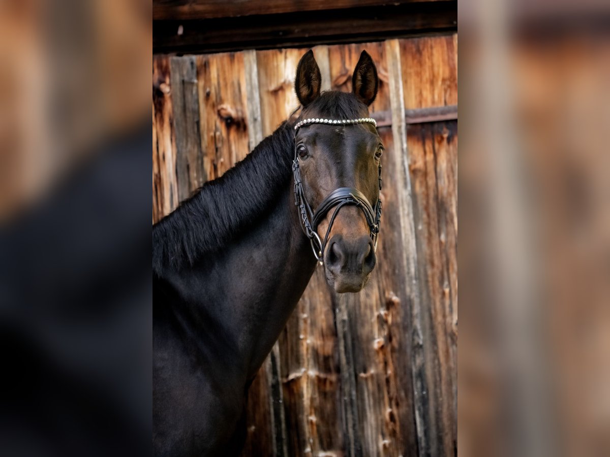 Hannoveraner Stute 11 Jahre 170 cm Dunkelbrauner in M&#xFC;nchen