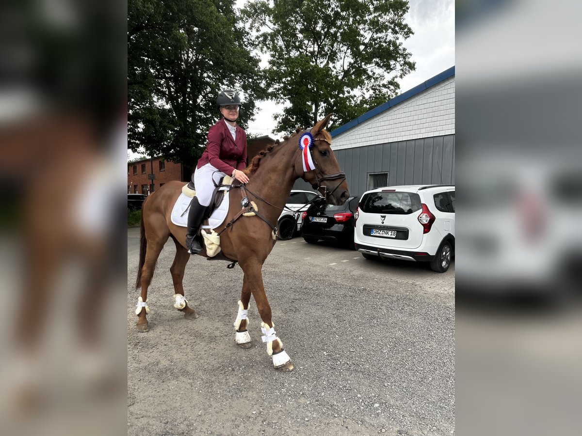 Hannoveraner Stute 11 Jahre 170 cm Dunkelfuchs in Osterholz-Scharmbeck