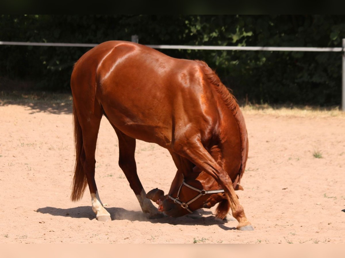 Hannoveraner Stute 11 Jahre 170 cm Fuchs in Beckingen