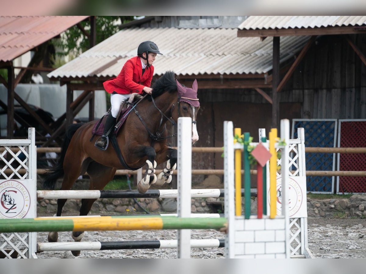 Hannoveraner Stute 11 Jahre 172 cm in Paupis Hannoveraner Stute 11 Jahre 172 cm in Paupis