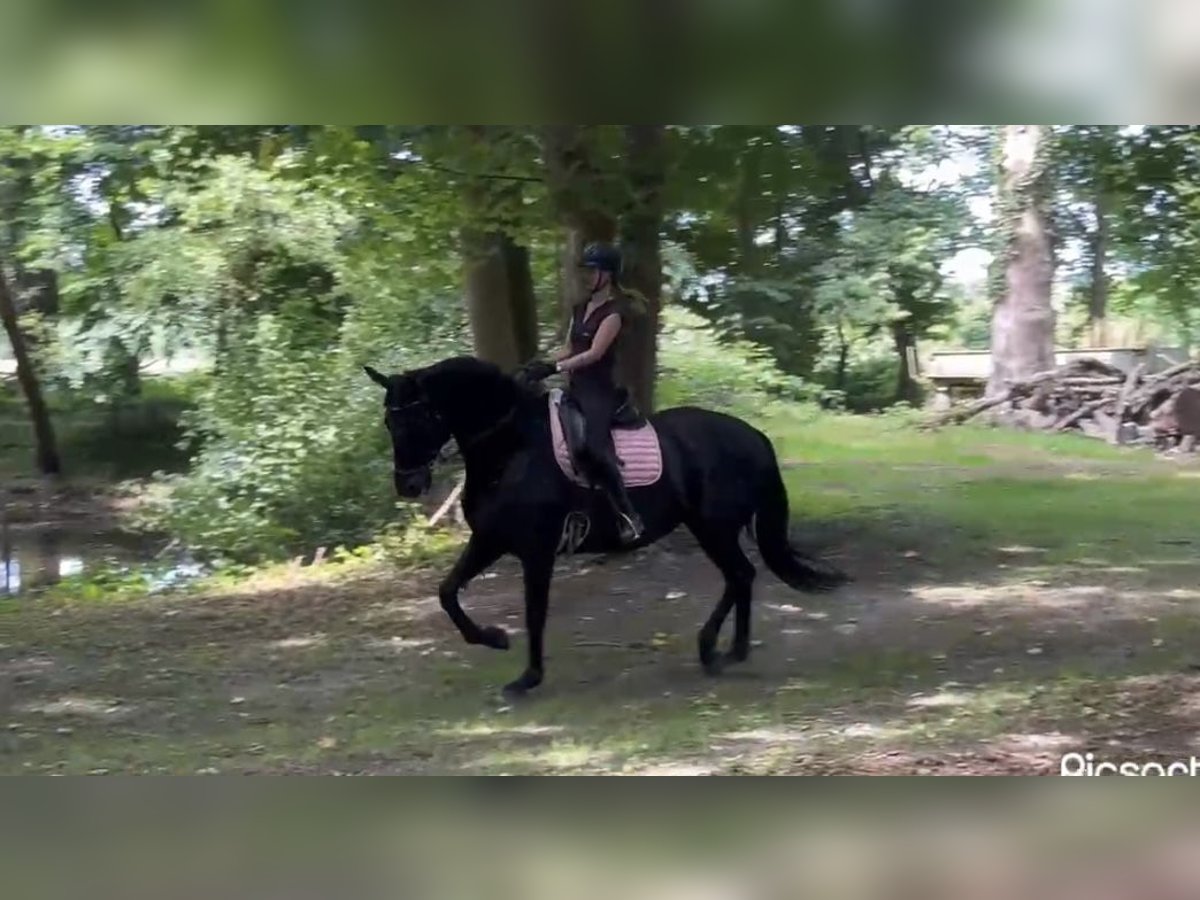 Hannoveraner Stute 11 Jahre 174 cm Rappe in Hamm