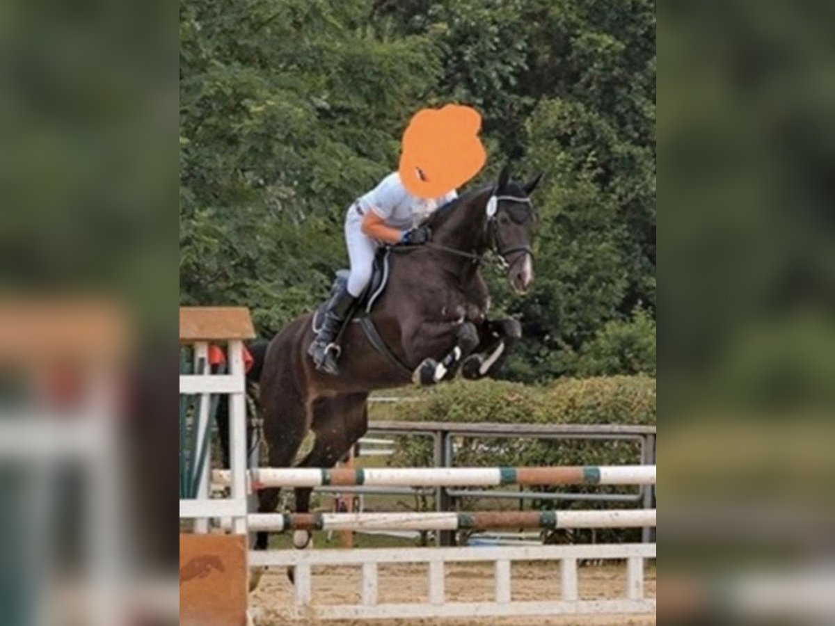 Hannoveraner Stute 11 Jahre 178 cm Rappe in Herzogenrath