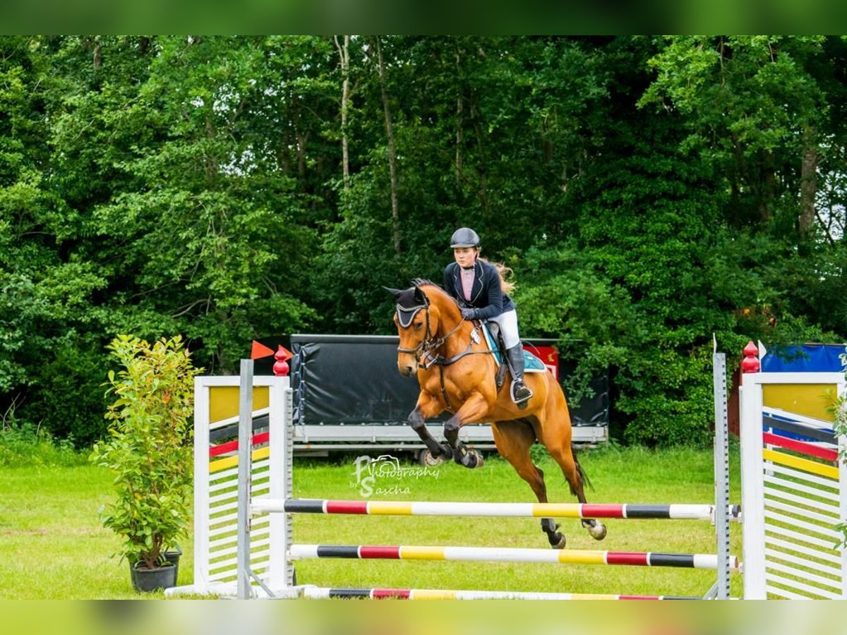 Hannoveraner Stute 12 Jahre 164 cm Brauner in Dörpen