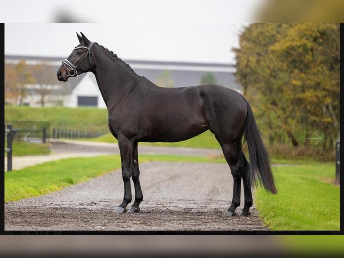 Hannoveraner Stute 12 Jahre 165 cm in Warendorf
