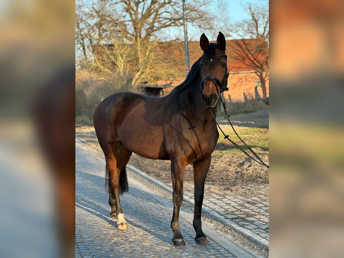 Hannoveraner Stute 12 Jahre 165 cm Dunkelbrauner in Söhlde