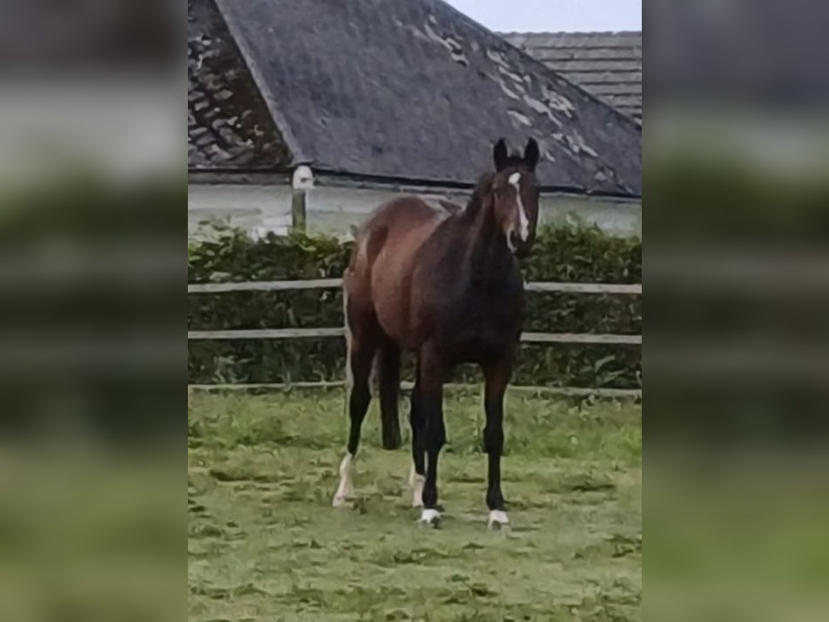 Hannoveraner Stute 12 Jahre 168 cm Brauner in Haag am Hausruck