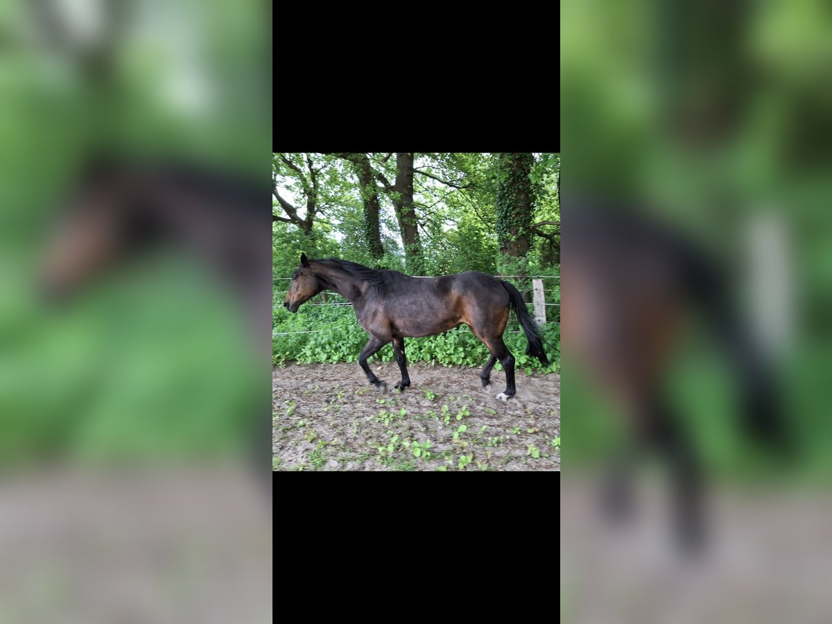 Hannoveraner Stute 12 Jahre 168 cm Dunkelbrauner in Wadersloh