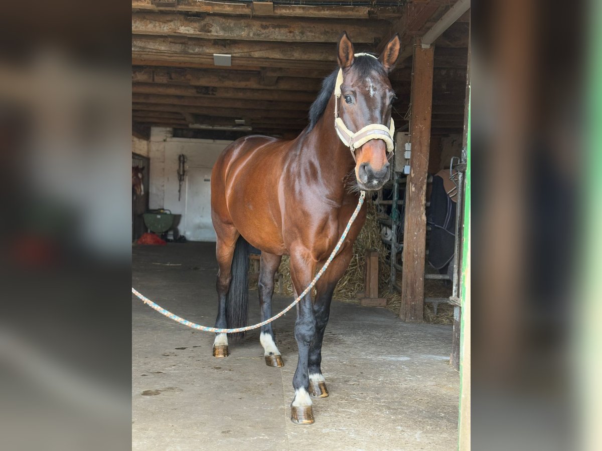 Hannoveraner Stute 12 Jahre 168 cm Dunkelbrauner in Schwarmstedt