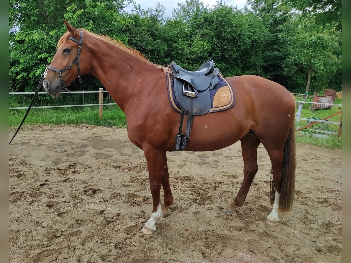 Hannoveraner Stute 12 Jahre 169 cm Fuchs in Hittbergen