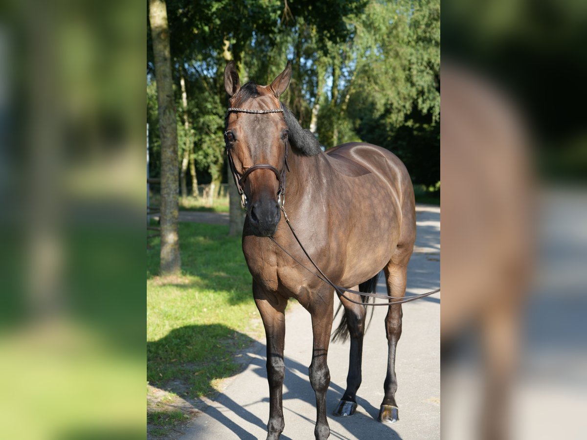 Hannoveraner Stute 12 Jahre in Drentwede