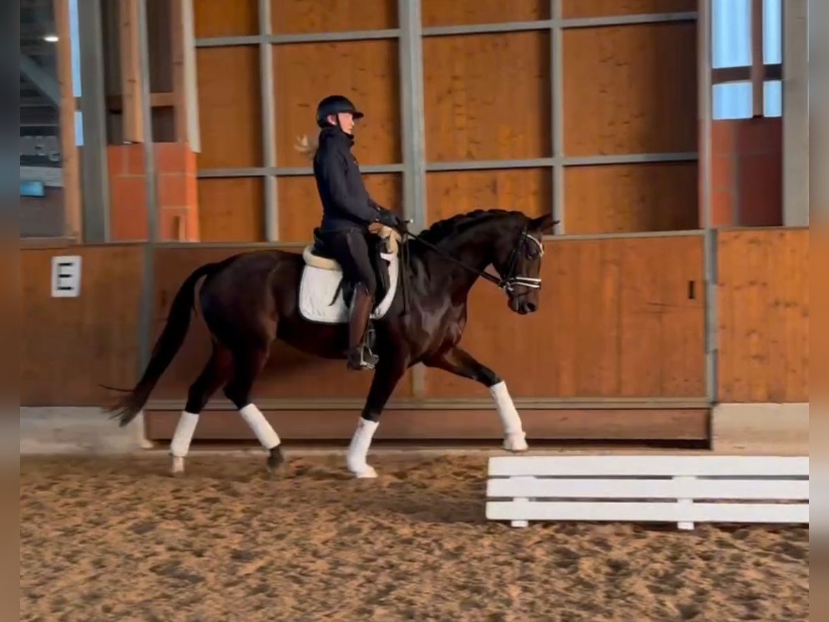 Hannoveraner Stute 13 Jahre 164 cm Brauner in Gleichen Hannoveraner Stute 13 Jahre 164 cm Brauner in Gleichen