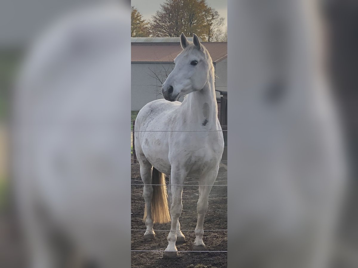 Hannoveraner Stute 13 Jahre 168 cm Schimmel in Köln Hannoveraner Stute 13 Jahre 168 cm Schimmel in Köln