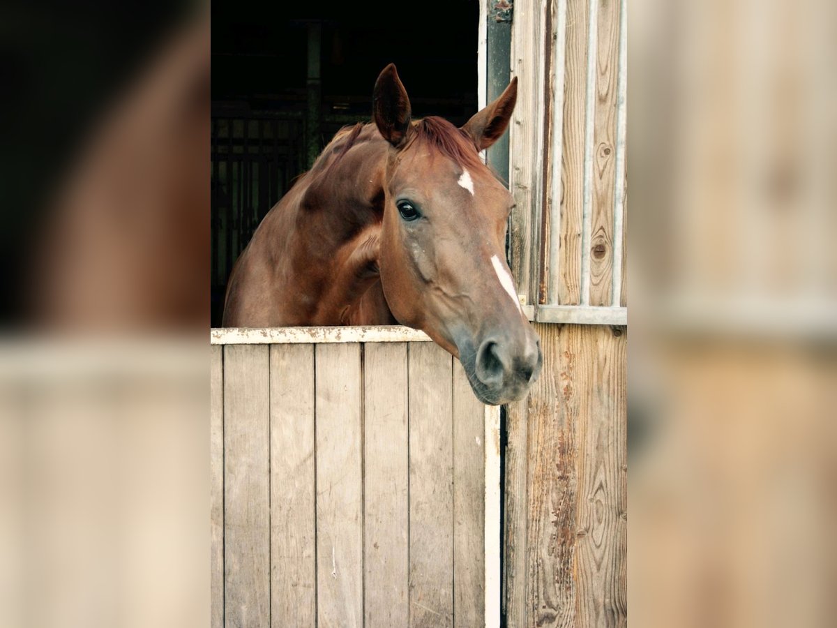 Hannoveraner Stute 13 Jahre 172 cm Fuchs in Burgdorf