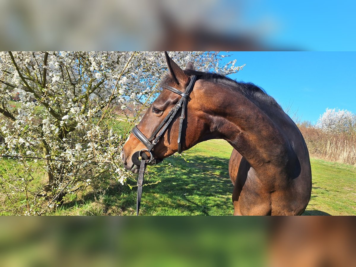 Hannoveraner Stute 13 Jahre 174 cm Brauner in Markkleeberg