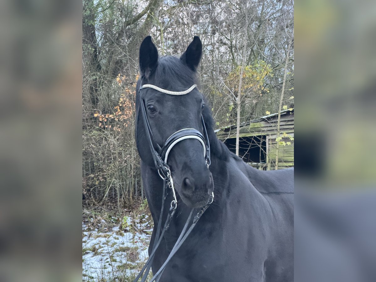 Hannoveraner Stute 13 Jahre 174 cm Rappe in Gießen