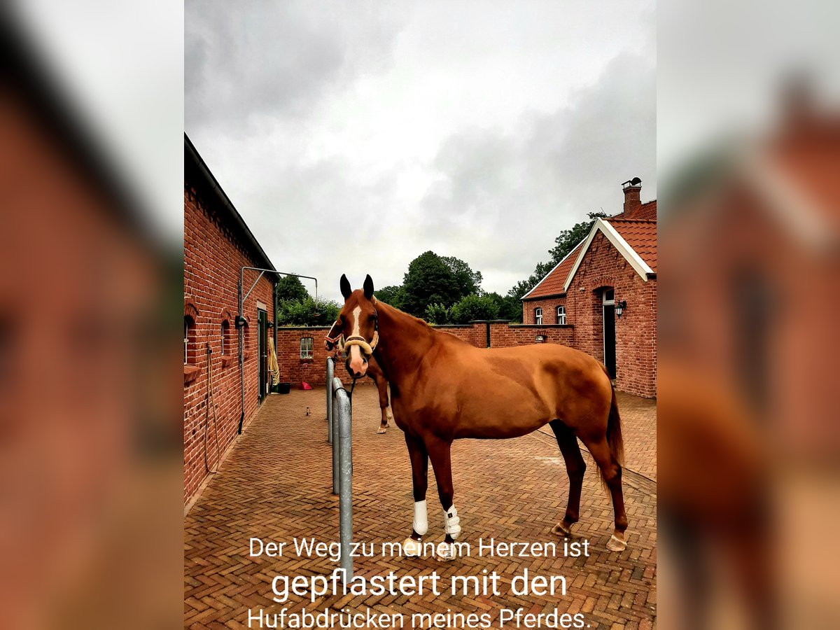 Hannoveraner Stute 13 Jahre 177 cm Fuchs in Moormerland
