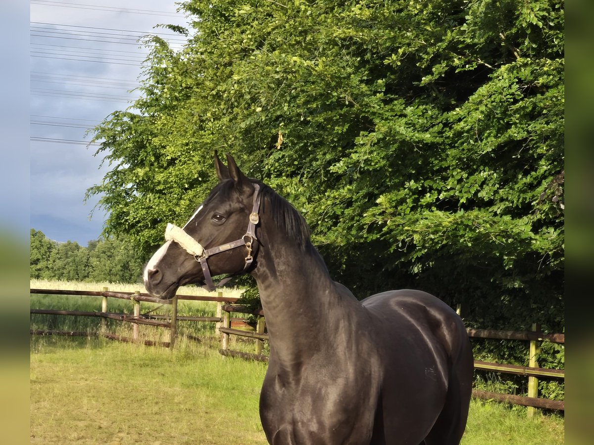 Hannoveraner Stute 13 Jahre in Gelsenkirchen