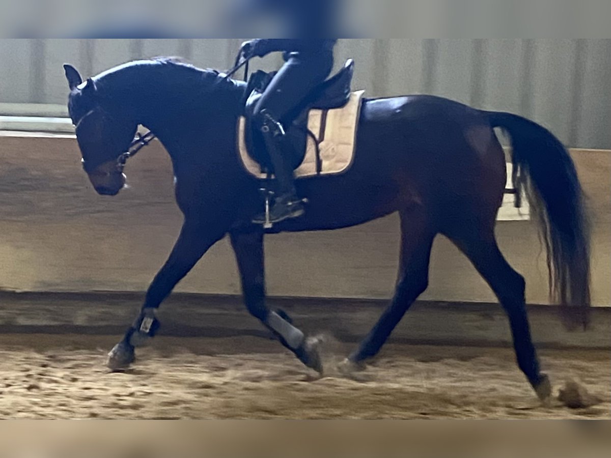 Hannoveraner Stute 14 Jahre 162 cm Dunkelbrauner in Ro&#xDF;dorf