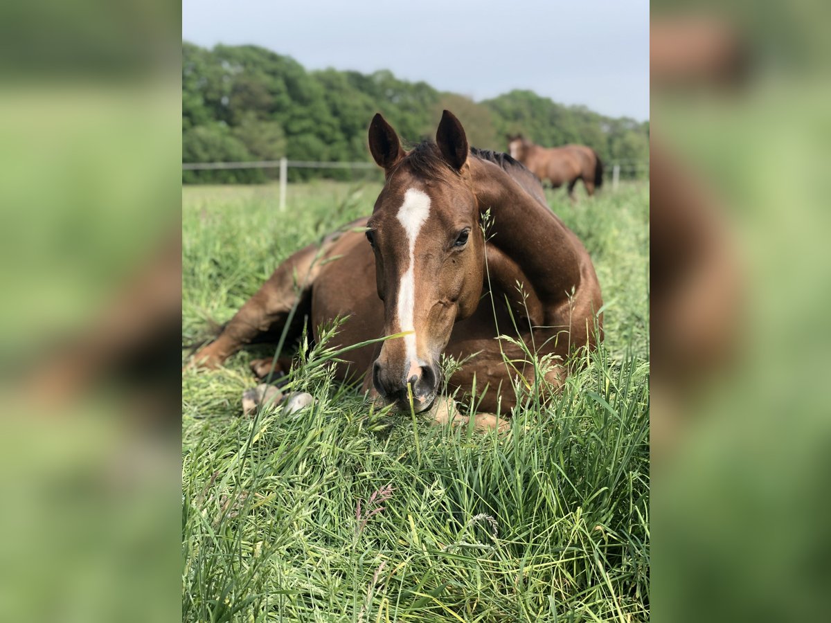 Hannoveraner Stute 14 Jahre 163 cm Fuchs in Fredenbeck