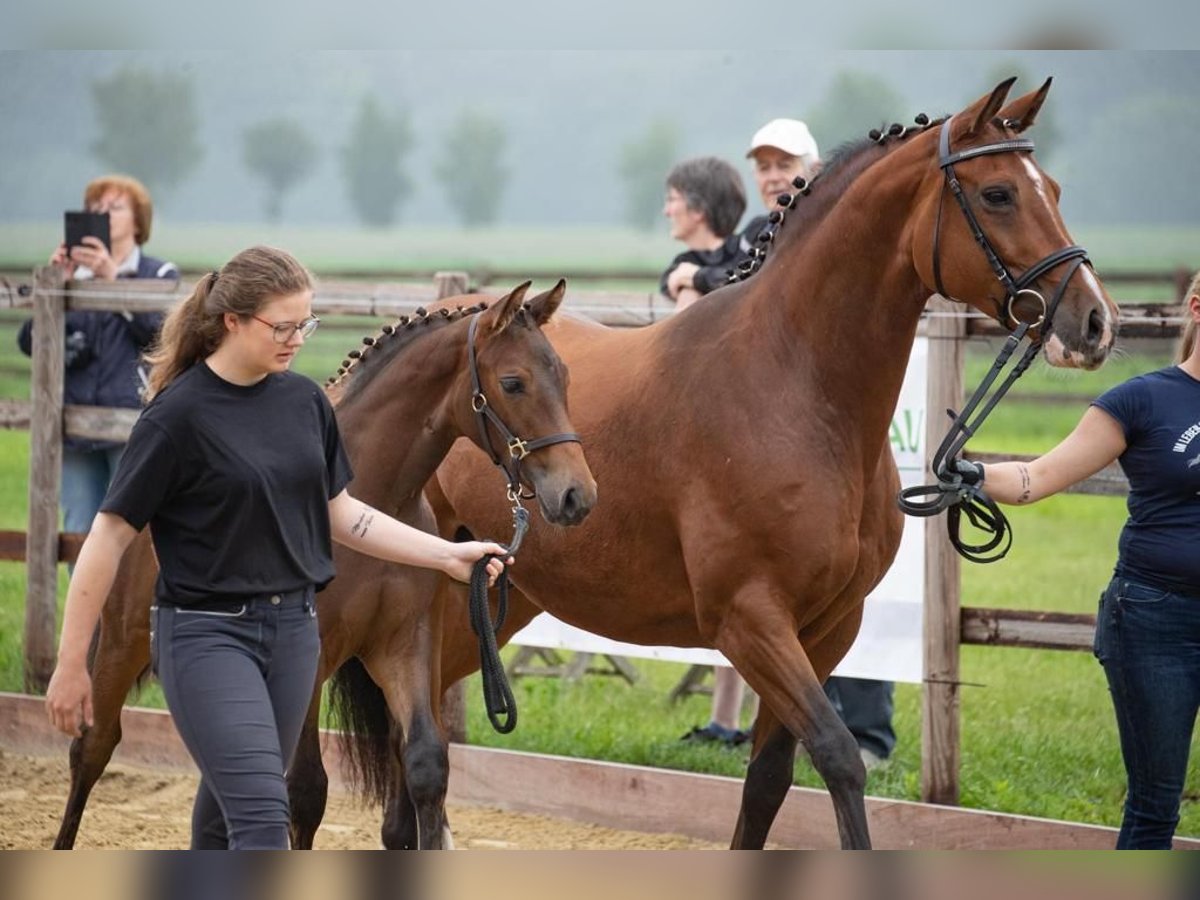 Hannoveraner Stute 14 Jahre 165 cm Brauner in Zehdenick