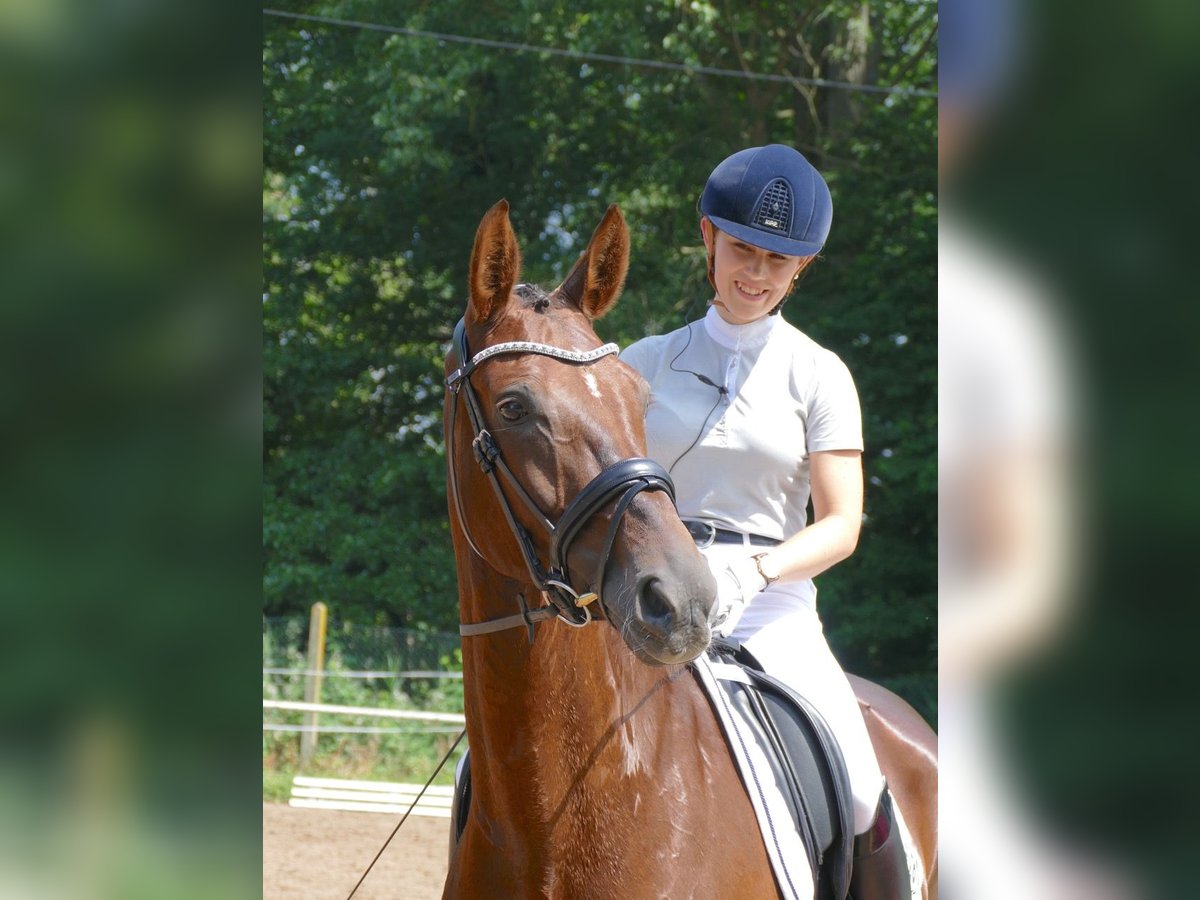 Hannoveraner Stute 14 Jahre 165 cm Dunkelfuchs in Hilders