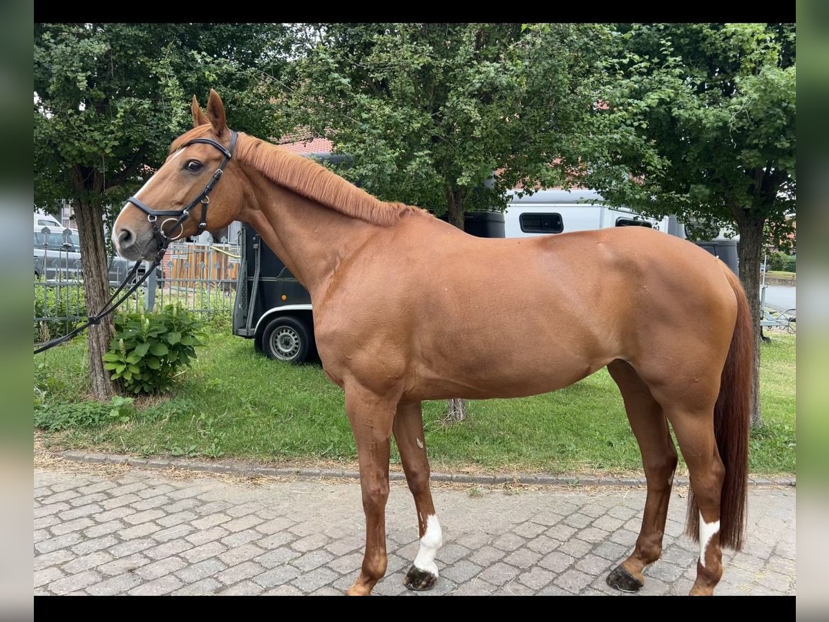Hannoveraner Stute 14 Jahre 165 cm Fuchs in Harsum