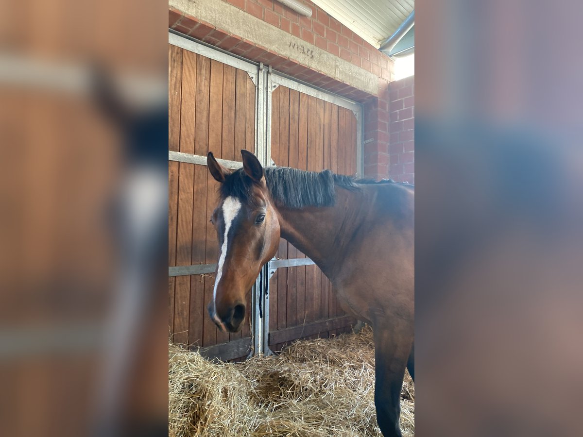 Hannoveraner Stute 14 Jahre 166 cm Brauner in Seeburg