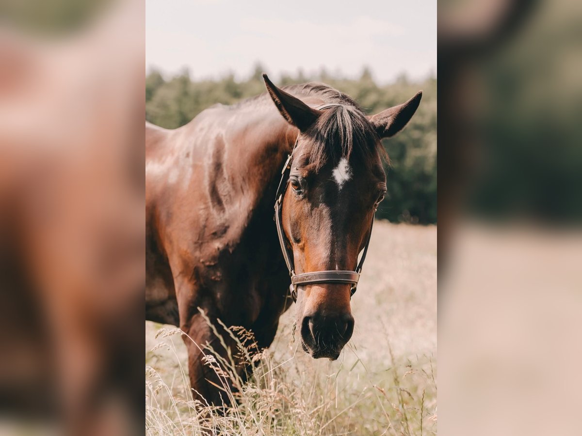 Hannoveraner Stute 14 Jahre 167 cm Dunkelbrauner in Arnsberg